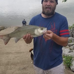 Meet your Posher, Ronnie